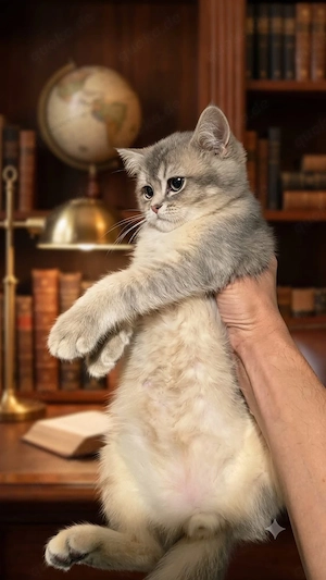 Britsch kurzhaar Kater 