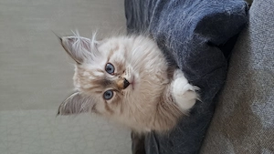 Neva masquarade Kater mit Stammbaum männlich sibirische