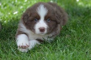Border Collie FCI brown white Rude