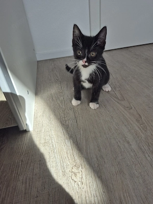süßes Katzenbaby männlich abgabebereit 