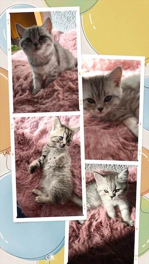 4 wunderschöne British-Shorthair-Kitten suchen ein liebevolles Zuhause