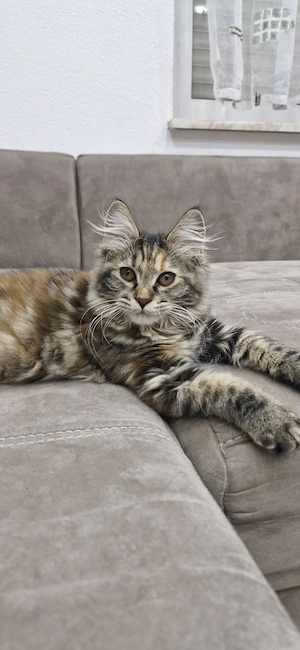 Kurilian Bobtail Kitten Katzenbaby mit Stammbaum 