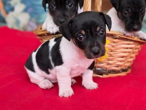 Wunderschöne Jack Russell Terrier Welpen ab Mitte Oktober abzugeben