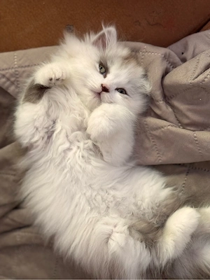 Zauberhaftes Ragdoll-Kitten (Weiblich, 2 Monate) sucht liebevolles Zuhause