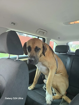 Doggen Mix 1 Jahr alt 