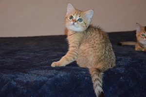 Süße BKH Golden und Blue Golden Shaded Babykatzen - entwurmt und geimpft 