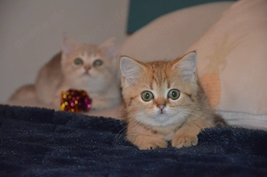 Süße BKH Golden und Blue Golden Shaded Babykatzen - entwurmt und geimpft 