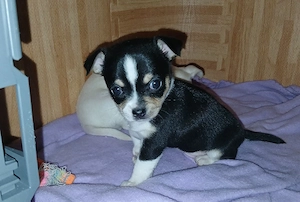 Chihuahua welpe