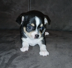 Chihuahua welpe