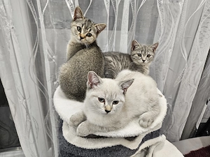 Wunderschönen BKH Kitten, sb sofort abgabebereit 