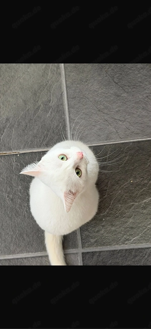 british kurzhhaar katze