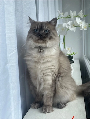 Ragdoll mix