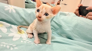 Devon Rex- Sphynx Junge  Bild 5