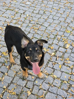 Dackel-Schäferhund-Mix-Hündin 