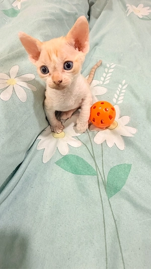 Devon Rex- Sphynx Junge  Bild 6