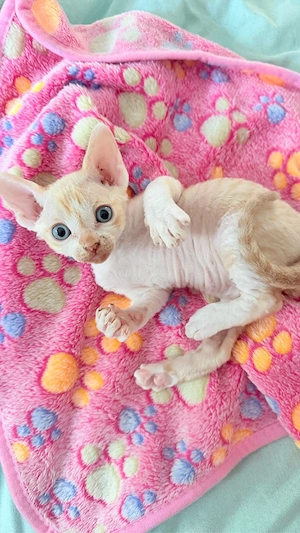 Devon Rex- Sphynx Junge 