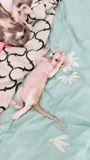 Devon Rex- Sphynx Junge  Bild 4
