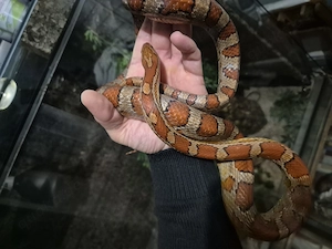 2x Kornnatter Männchen