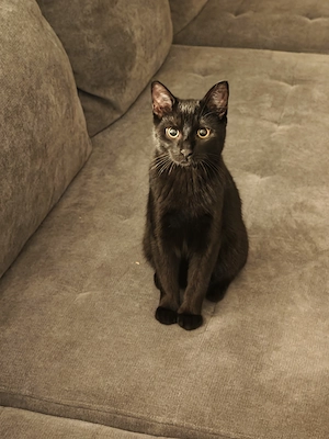 Kleiner Kater Kyle