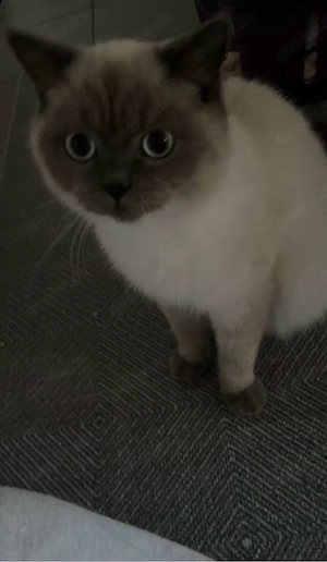 Britisch Kurzhaar Katze Mayla sucht ein liebevolles Zuhause   