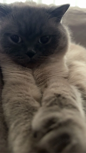Britisch Kurzhaar Katze Mayla sucht ein liebevolles Zuhause   
