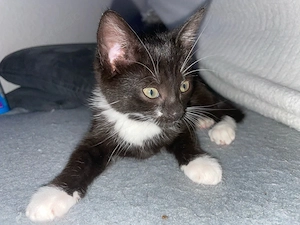 kleine maus sucht neues zuhause 