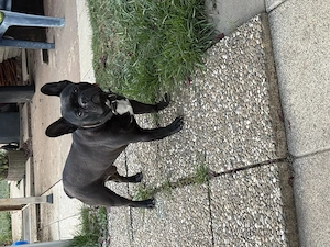 Französische Bulldogge 