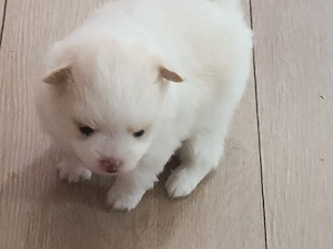 Wunderschöne Pomchi Hündin sucht ihre Traummenschen!