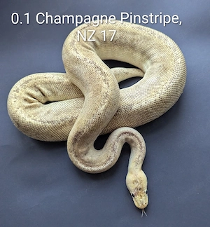 0.1 Champagne Pinstripe  Königspython 