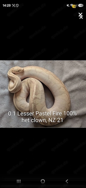 0.1 Lesser Pastel Fire het. Clown  Königspython
