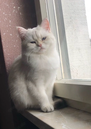 Britisch Kurzhaar - Katze Weiblich weiß in liebevolle Hände abzugeben