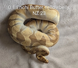 0.1 Enchi Butter Yellowbelly  Königspython 