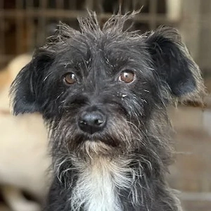 Lulu, geb. ca. 09 2024, lebt in GRIECHENLAND, im städt. Tierheim Serres 