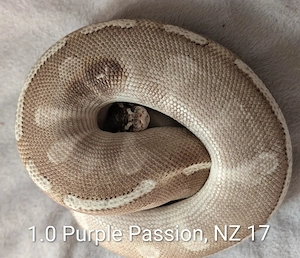 1.0 Purple Passion Königspython 