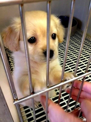 Entzückende Golden-Retriever-Welpen suchen ein liebevolles Zuhause