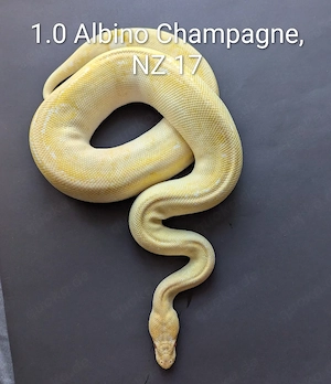 1.0 Champagnr Albino Königspython 