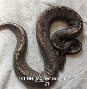 0.1 GHI Mojave Granite königspython 