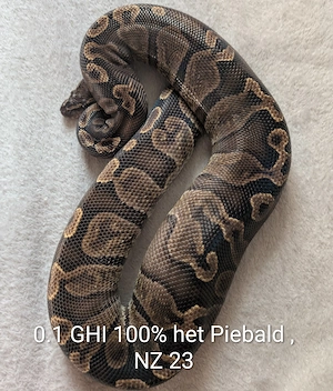 0.1 GHI het. Piebald königspython 