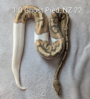 1.0 Ghost Piebald Königspython 