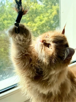    Zwei ganz besondere Kater suchen ein liebevolles Zuhause   