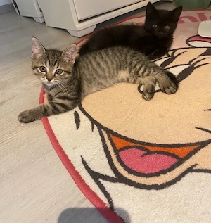 Süßes Sphynx-BKH-Mix Baby sucht liebevolles Zuhause