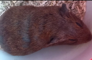 Meerschweinchen 