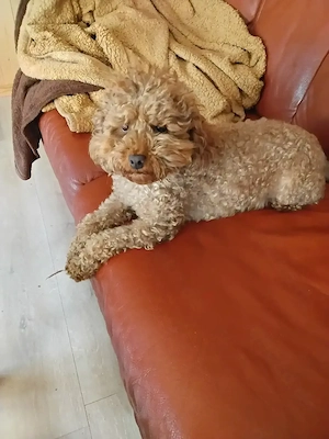 Maltipoo Welpen 