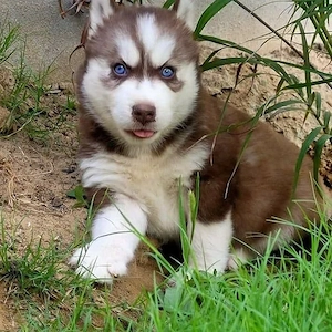 Husky-Welpen suchen ab sofort ein neues Zuhause