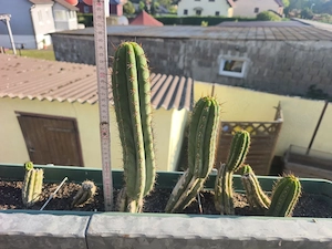San -Petros-Kaktus (Trichocereus peruvianus
