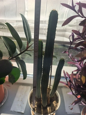  San -Petros-Kaktus (Trichocereus peruvianus)