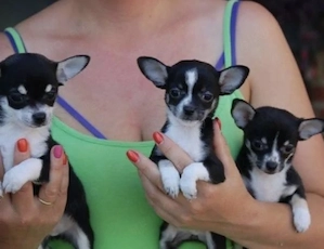 Chihuahua Welpen in KH und LH mit Ahnentafel