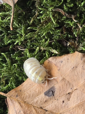 Armadillidium vulgare  Magic Potion 