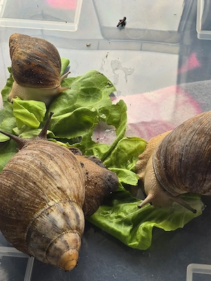 Archachatina marginata ovum