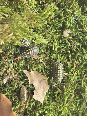 Armadillidium gestroi Asseln